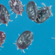 Garrapatas larvales vivas de murciélago (Carios kelleyi) que se encuentran en grandes murciélagos marrones en Nueva Jersey.